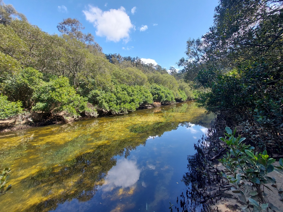 Calna Creek mangroves